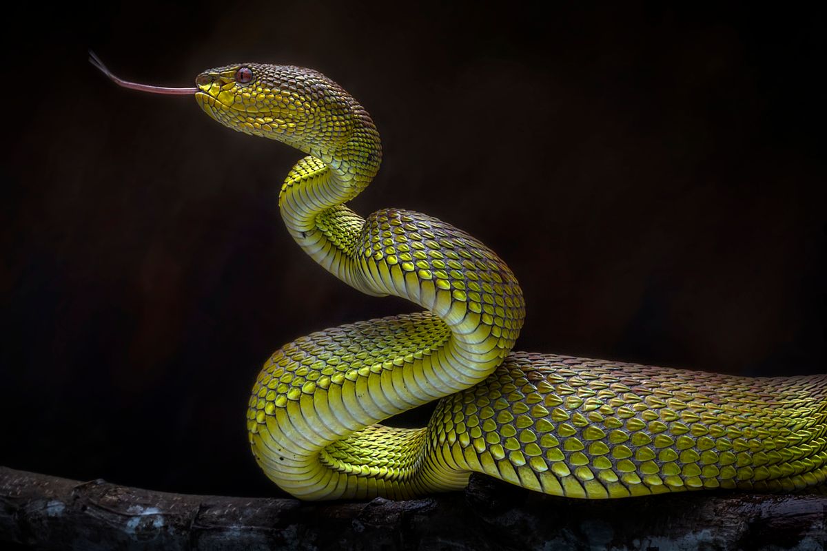 The Son of Man and The Serpent The Son of Man and The Serpent