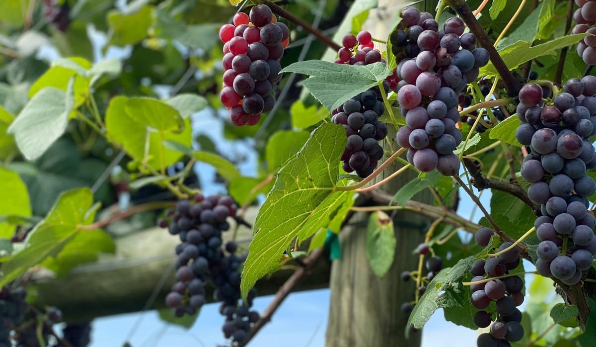 Tu BiShvat: Tithes, 4 Cups and 7 Species