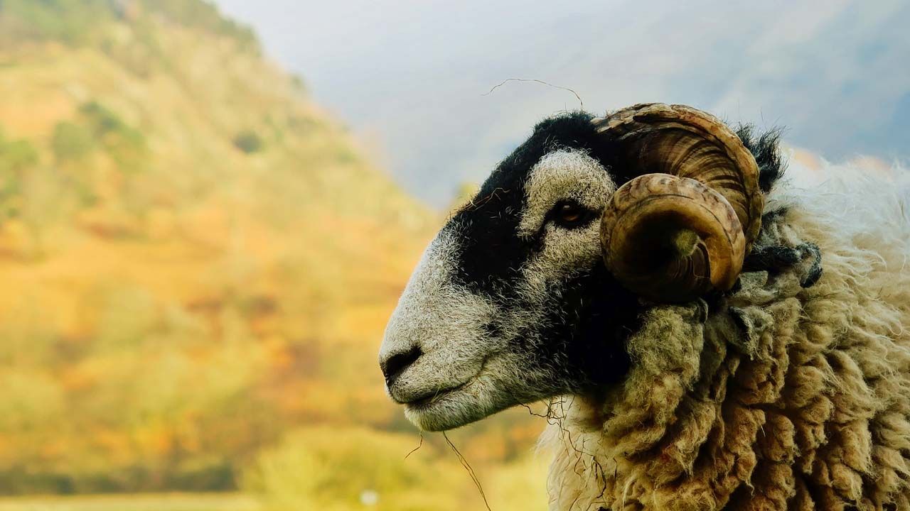 Psalm 23 in Hebrew (with English translation)