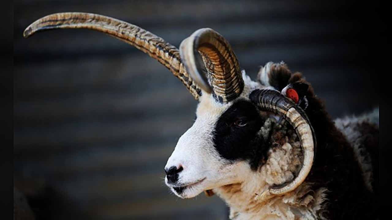 Reviving the Ancient Shofar Sound in Israel