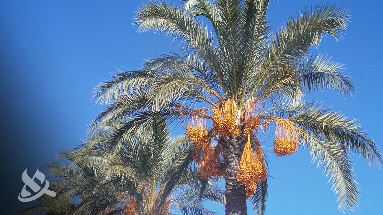 Methuselah Date Palm From the Days of Jesus