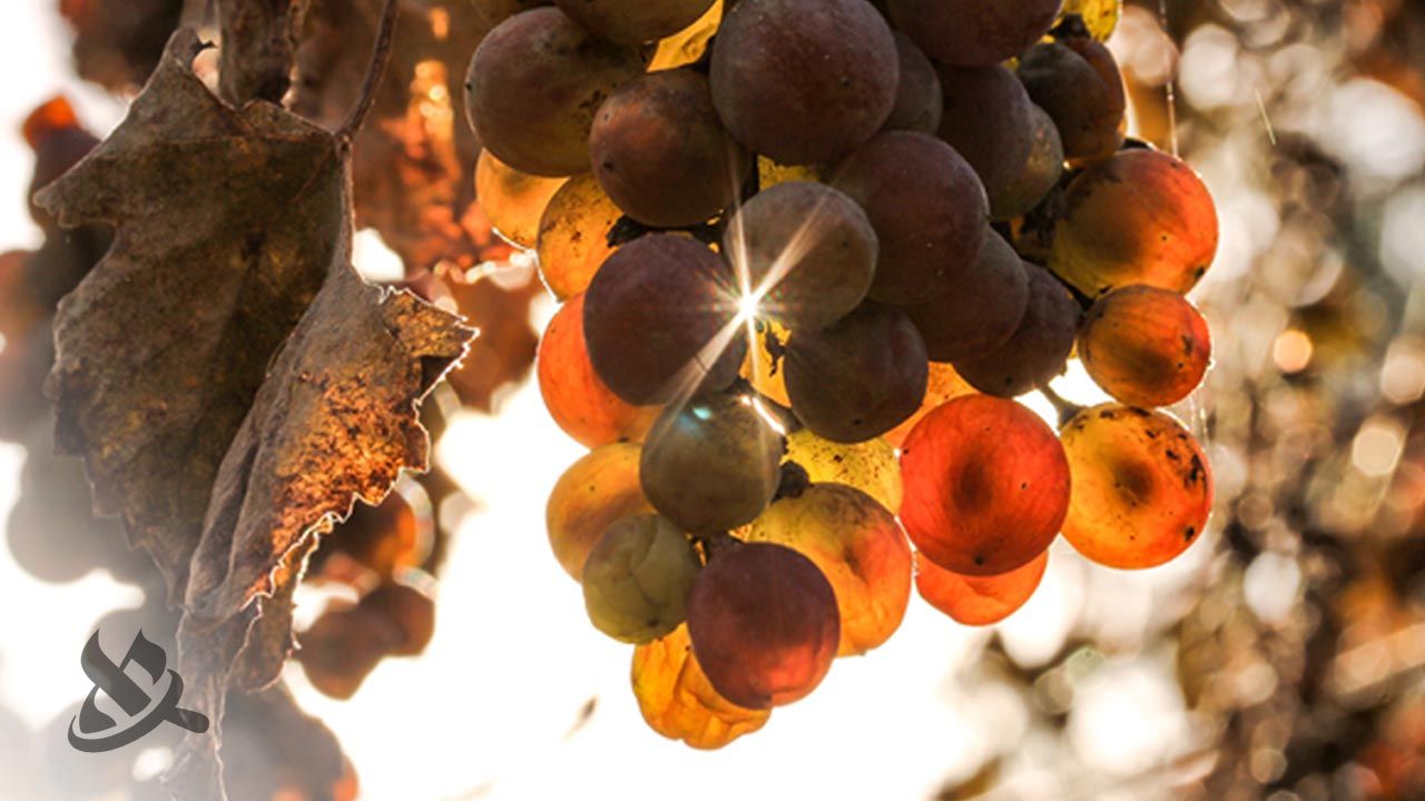 Restoring the Wine Jesus and King David Drank